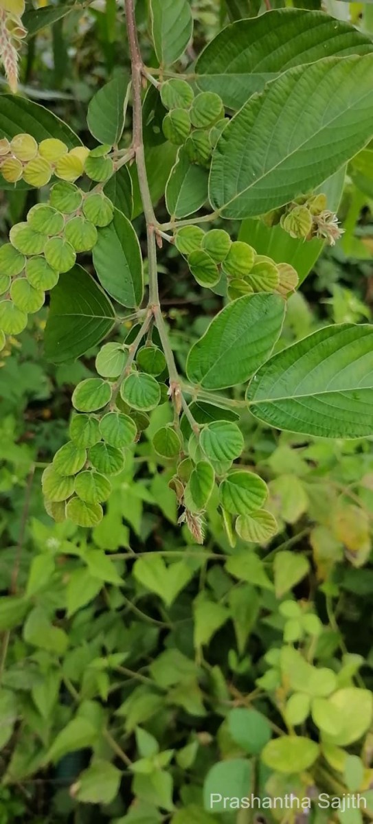 Phyllodium pulchellum (L.) Desv.